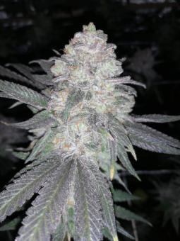 Critical Orange Punch - картинка 11