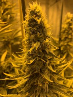 Double Og Haze - картинка 2