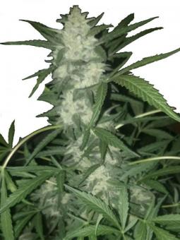 Stromboli Auto - картинка 2