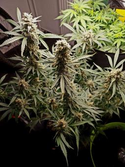 Gelato Auto - картинка 3