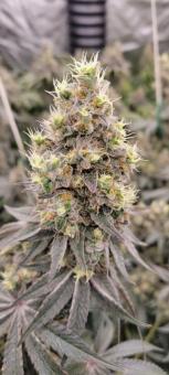 Auto Diesel genetics - картинка 3