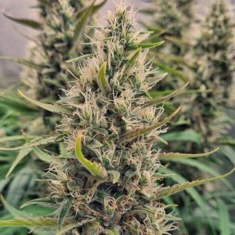 Cali Crasher - картинка 2