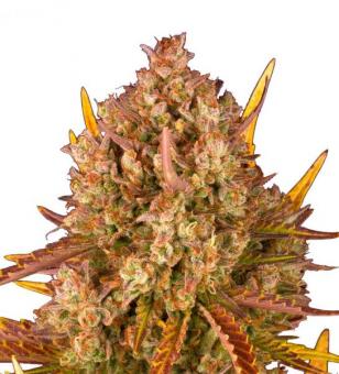 Dos Si Dos Auto - картинка 1