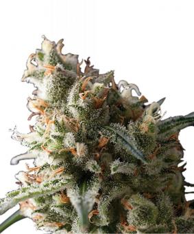 Auto Super Hash - картинка 4