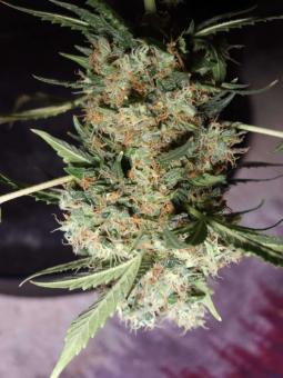 Purple OG Punch - картинка 9