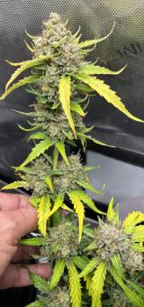 Humboldt Dream Auto - картинка 5