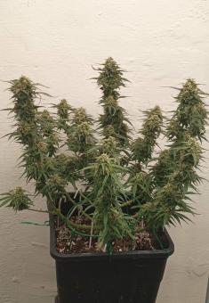 Super Critical Auto - картинка 5