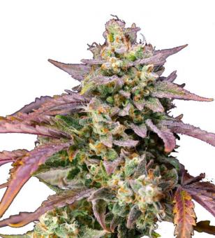 Purple Punch OG XL Auto - картинка 7