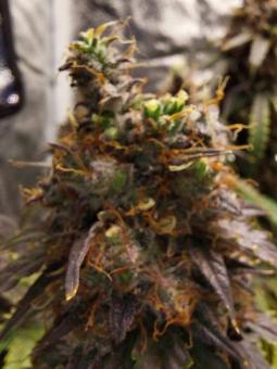 Auto White Widow genetics - картинка 5