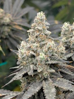 Purple Fast F1 BX Regular - картинка 4