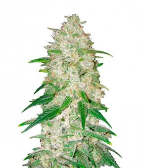 Gelato Auto - картинка 3