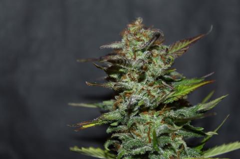 Sugar Black Rose Auto - картинка 4