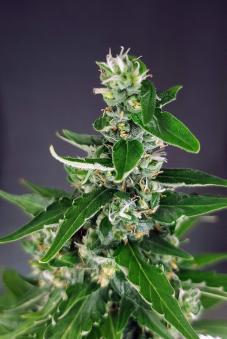 Critical Neville Haze 2.0 - картинка 1