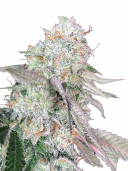 Auto Color Punch genetics - картинка 6