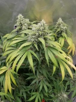 Dutch Dragon - картинка 2