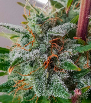 Super Bud Auto - картинка 1