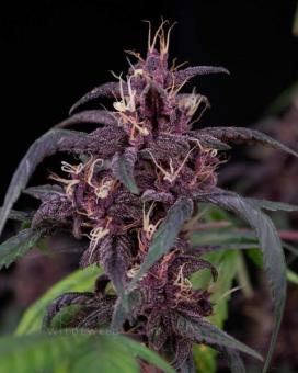 Dark Devil Auto - картинка 3