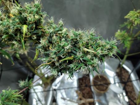 Arjan's Ultra Haze #1 - картинка 3