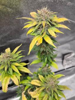 Tai Wood genetics - картинка 2