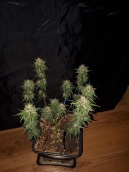 Buddha Syrup Auto - картинка 7