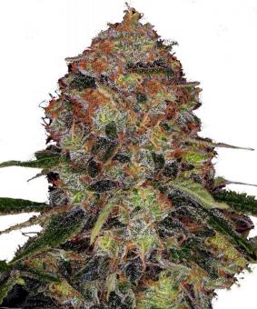 Shiskaberry - картинка 4