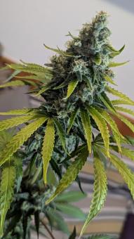 Papaya Zoap F1 Fast Version - картинка 5