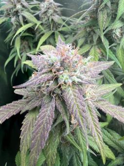 Chronic Ryder BX autofem - картинка 4