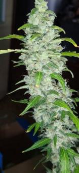 Auto Ultimate - картинка 5