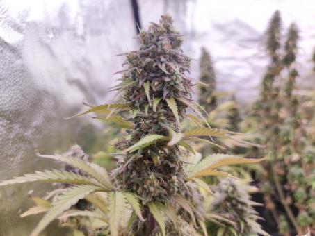 Auto Northern Lights - картинка 4