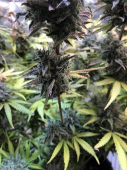 Mimosa Cake Auto - картинка 11