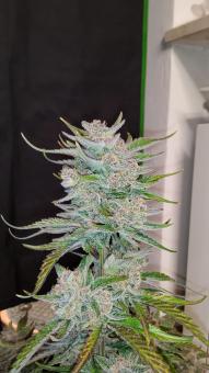 Orange Apricot Glue XL Auto - картинка 4