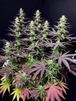 Black Lebanon - картинка 4