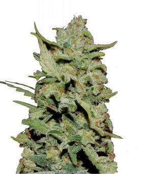 Peyote Critical - картинка 1