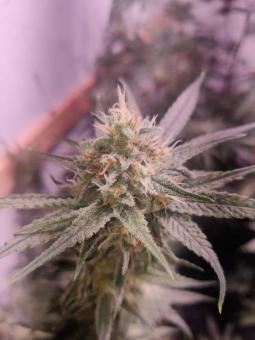 Zombie Kush - картинка 9