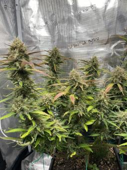 Lemonade Auto - картинка 4