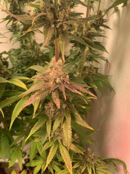 Train Wreck - картинка 3