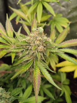 Gorilla Sherbet F1 Fast Version® - картинка 2