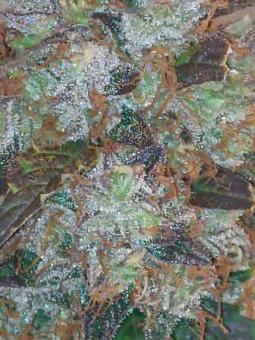 Auto White Widow genetics - картинка 6