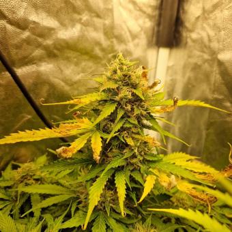 Gorilla Auto (Gorilla Glue Auto) - картинка 2