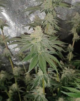 Ice Cream - картинка 2