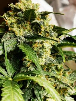 Green Poison Auto - картинка 2