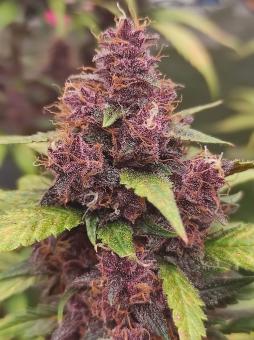 Purple Punch OG - картинка 5