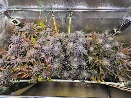 Northern Light Blue - картинка 2