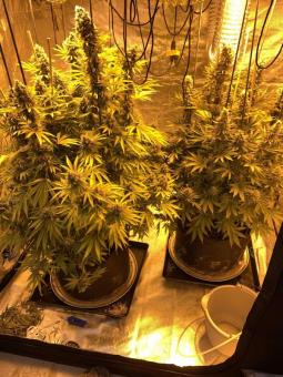 Double Og Haze - картинка 7