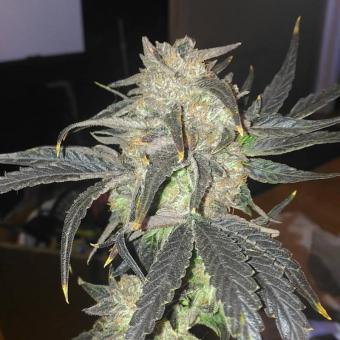 Cookies Kush - картинка 6