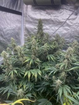 West Coast OG x Gelato Auto 41 - картинка 1