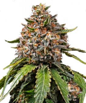 White Widow XXL - картинка 6