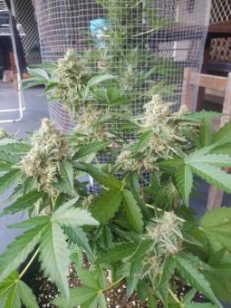 Sticky Fingers Auto - картинка 2