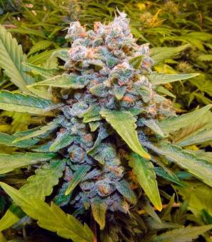 Auto Think Big - картинка 3