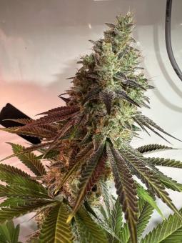 HighCloudZ - картинка 3